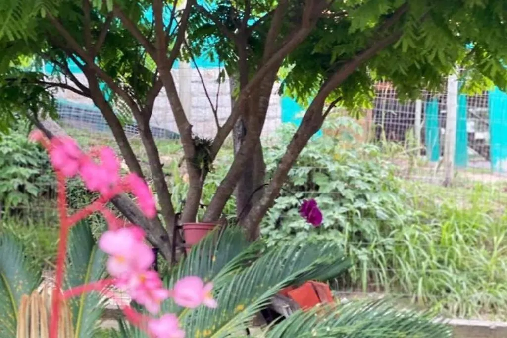 別荘 Casa Albatroz Do Rosa - Albatroz Hospedaria インビトゥバ